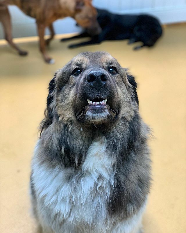 thebarkeley's tweet image. Starting the new year with a shmile!
.
📸: @photography.tdvg
🐶: Hannah
.
.
.

#newyear #newyearnewme #newme #cute #doggos #dog #adorable #shmile #cheesin #cheese #teef #dogsmile #dogsmiling #cuties #doghotel #hotelfordogs #dogdaycare #dogdaycarelife #… ift.tt/36gmWSu