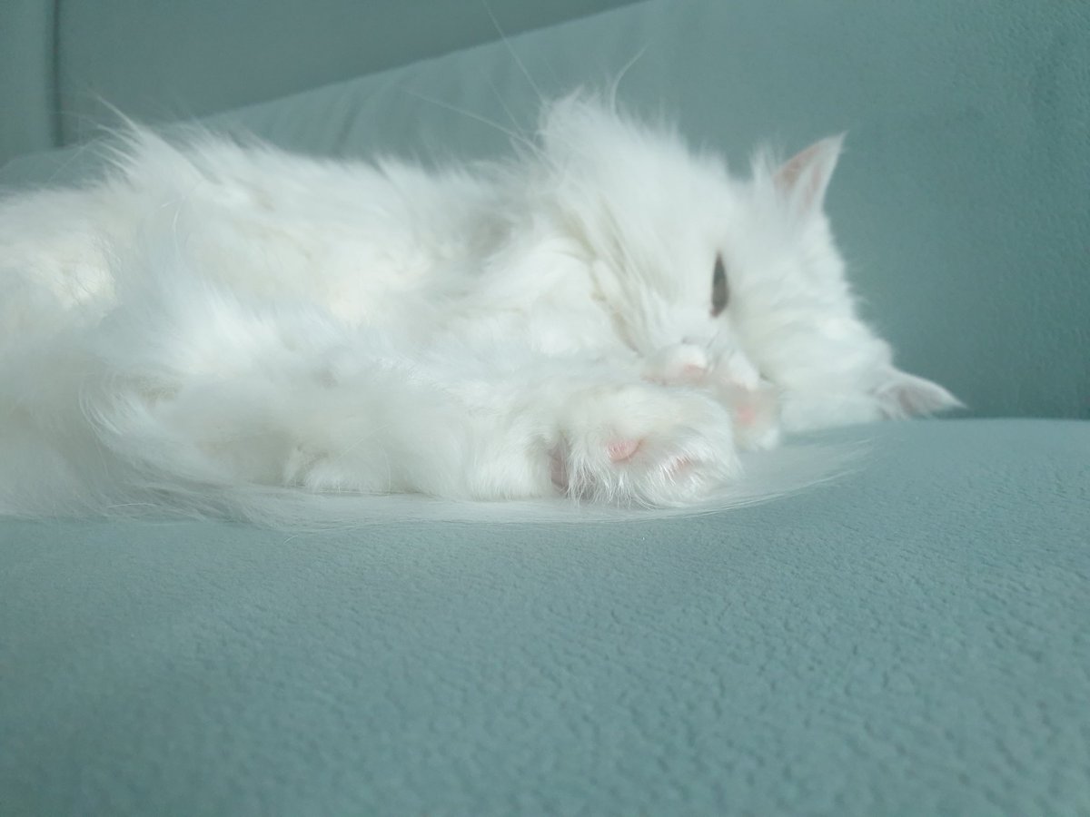 해피뉴이어♥ 몽이가 벌써 3살이 됐네요!