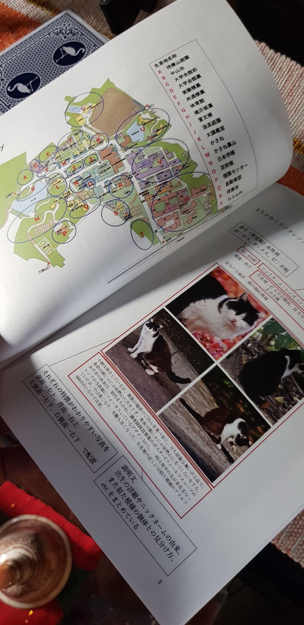 エィリズ On Twitter I Don T Know About Your Uni But Osaka University Has A Catalogue Of The Cats In Their Campus Every Year Https T Co Tc3dbywonc Twitter