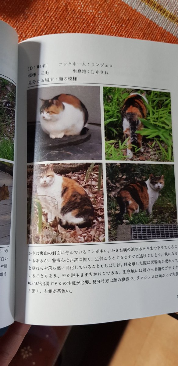 Eirizu's tweet photo. I don't know about your uni, but Osaka University has a Catalogue of the cats in their campus every year. https://t.co/tc3dbYWOnc
