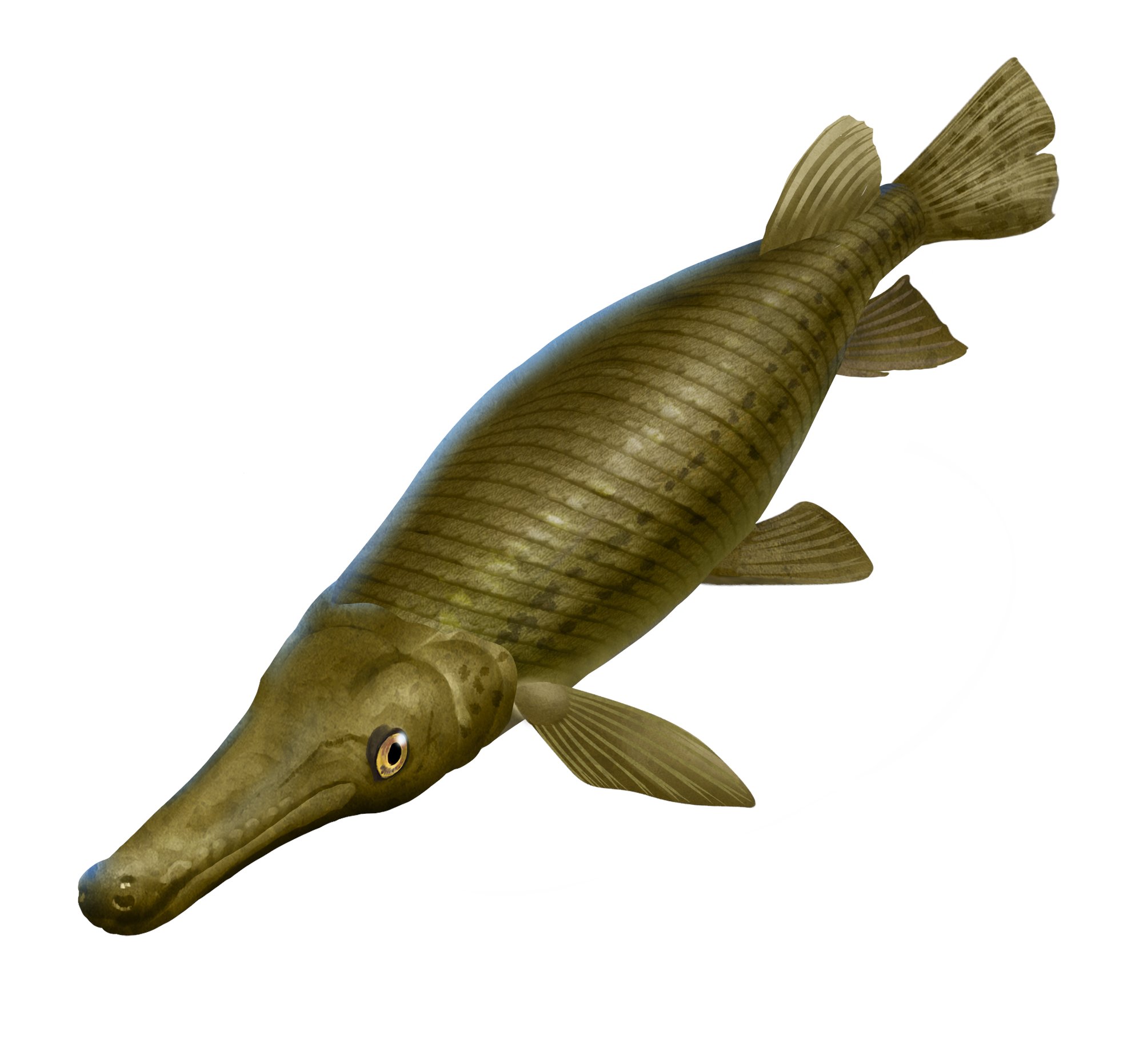 池の水ぜんぶ抜く大作戦 The Game Pa Twitter お魚紹介 今回は アリゲーターガー です 日本各地で遺棄されたと思われる個体が確認されており 数十年にも及ぶ寿命を持ち 全長 1 2mと大型になります 近年では名古屋城や大阪城のお堀からも発見されています 池の水ぜんぶ抜く大作戦 The Game Pa Twitter お魚紹介 今回は アリゲーターガー です 日本各地で遺棄されたと思われる個体が確認されており 数十年にも及ぶ寿命を持ち 全長 1 2mと大型になります 近年では名古屋城や大阪城のお堀からも発見されています