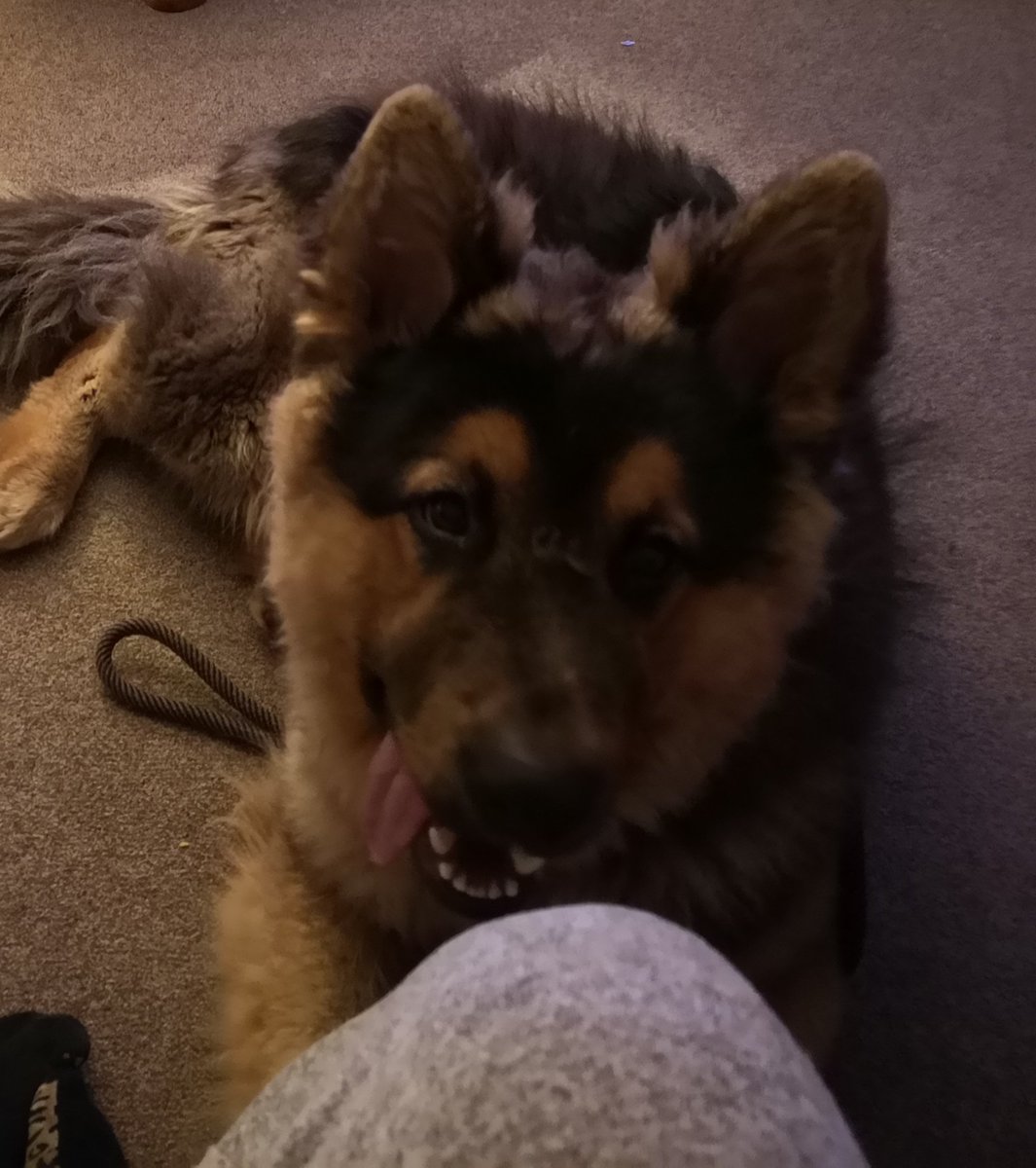 Kaya The German Shepherd Shepherd Kaya Twitter