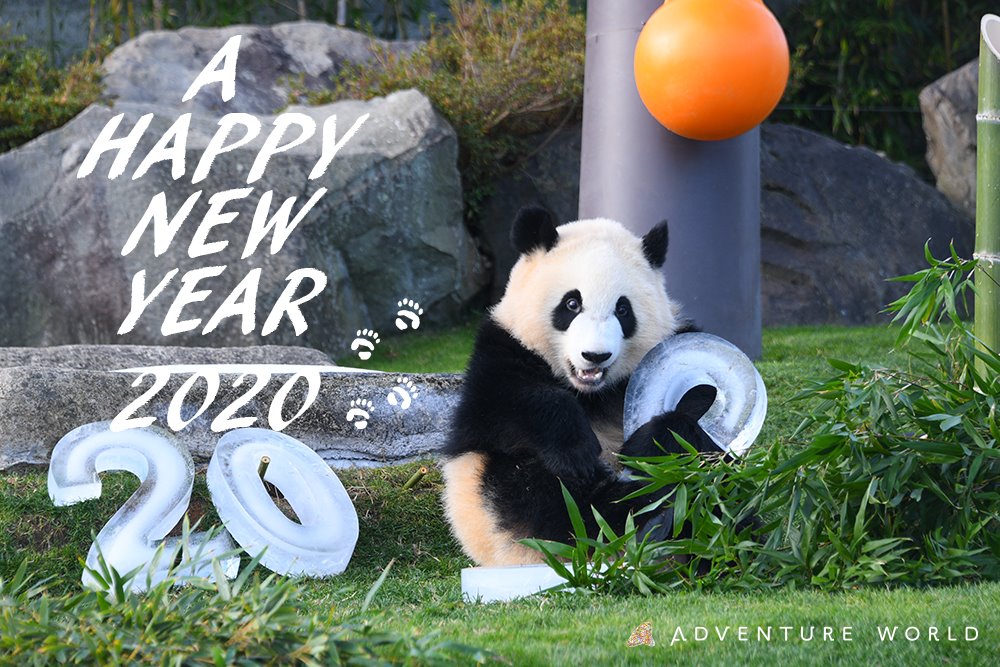 aws_official's tweet photo. 新年あけましておめでとうございます！
2020年も素敵な１年になりますように♪
#お正月　#元旦　#2020年　#アドベンチャーワールド　#パンダ https://t.co/4iaM5bPmGZ