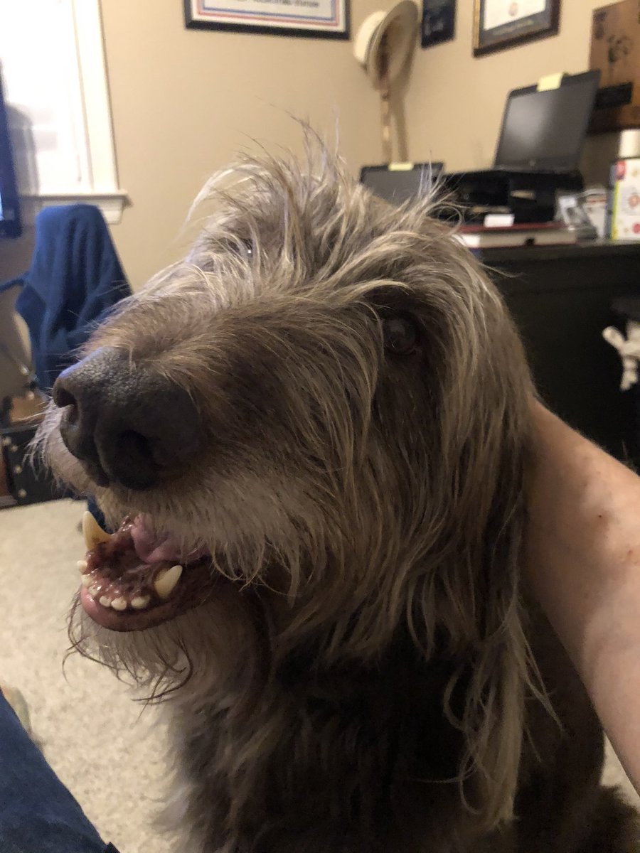 DarrenRS's tweet photo. @veterantraveler #Kobbe says Happy New Year to you and Gander. https://t.co/rhi5c9iXDs