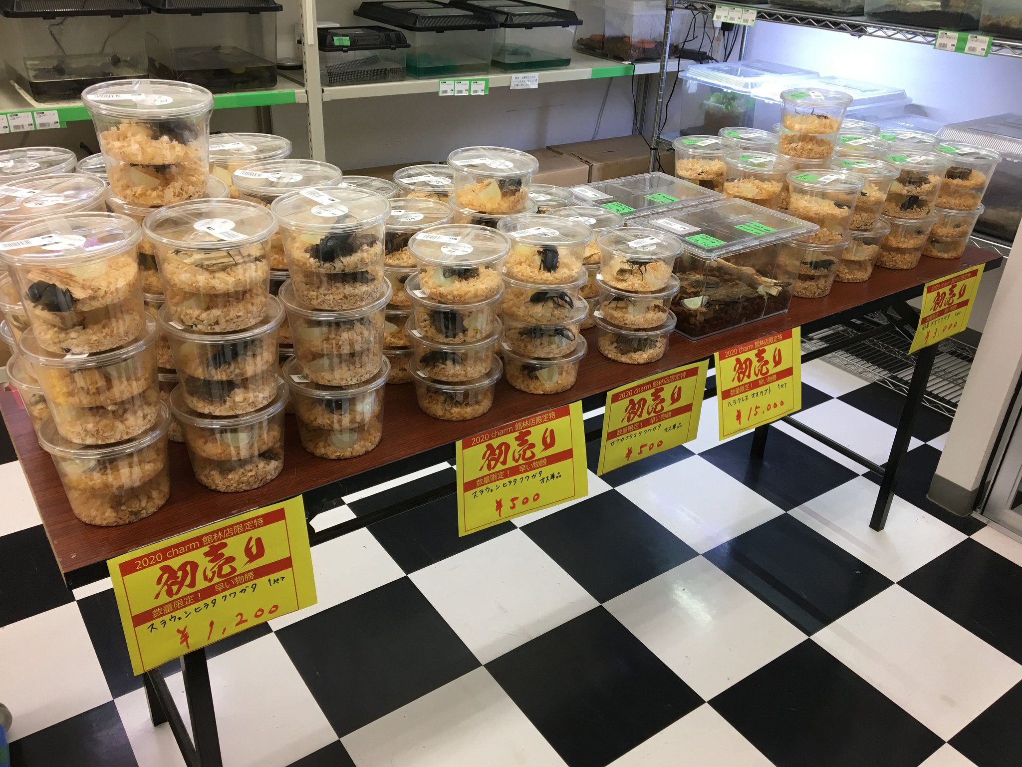 昆虫 チャーム公式 Twitter પર 館林店では元日3日間初売りを行っています ブリードにおすすめプロゼリー18gワイドカップの箱売が超お得 生体ではスラウェシヒラタとセアカフタマタの 単が1コインで観賞用におすすめです また スラウェシヒラタはペアなど 昆虫 チャーム公式 Twitter પર 館林店では元日3日間初売りを行っています ブリードにおすすめプロゼリー18gワイドカップの箱売が超お得 生体ではスラウェシヒラタとセアカフタマタの 単が1コインで観賞用におすすめです また スラウェシヒラタはペアなど