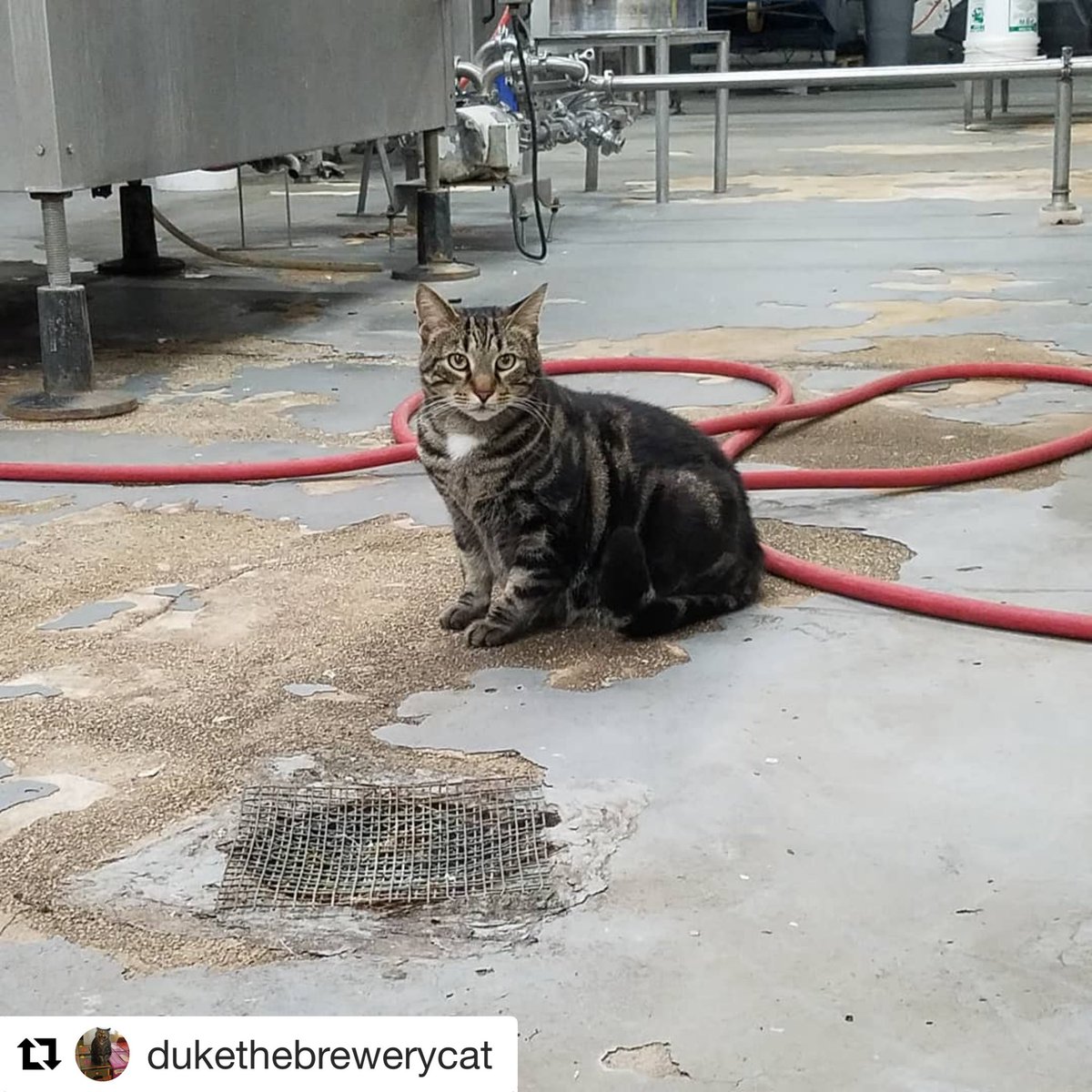 Beer Cats (@catsontap) on Twitter photo “Where did everyone go?”
#beercat #brewerycat Duke is working the New Years Eve shift at <a href="/PhillyBrewing/">Philadelphia Brewing</a>. “Where did everyone go?”
#beercat #brewerycat Duke is working the New Years Eve shift at <a href="/PhillyBrewing/">Philadelphia Brewing</a>.