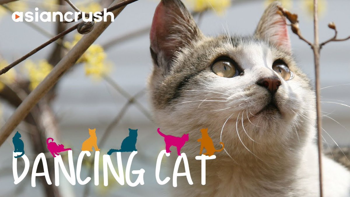 MeowMoeDotCom's tweet photo. Dancing #Cat | Full Movie [HD] | ...
 
#Cats #Cat #Kittens #Kitten #Kitty #Pets #Pet #Meow #Moe #CuteCats #CuteCat #CuteKittens #CuteKitten #MeowMoe
 
#AsianFilms #AsianMovies #Asiancrush #CatDoc #CatDocumentary #CatVideo #Cats
 
https://t.co/aUZFyCcu5E
 
. https://t.co/lzKOQ7PY0n