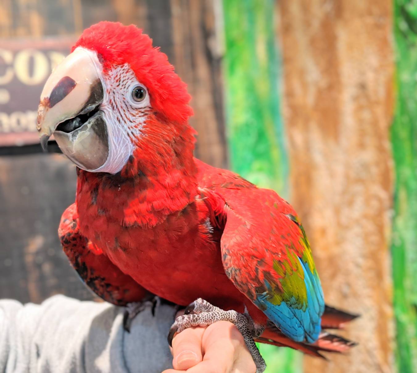 鳥のいるカフェ千駄木店 ベニコンゴウインコ ちゃん1羽 お迎え頂きました とっても優しくて可愛い女の子 新しいお家 の素敵なパートナーと仲良くお幸せになってね ベニコンゴウインコはあと 1羽です ベタ馴れ大型インコお探しの方は ぜひご