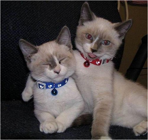 elia bazan tweet media