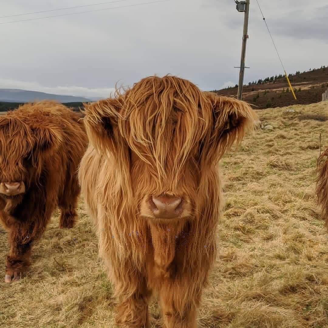 A very Happy Moo Year to you all and hope everything you wish for in 2020 comes your way.