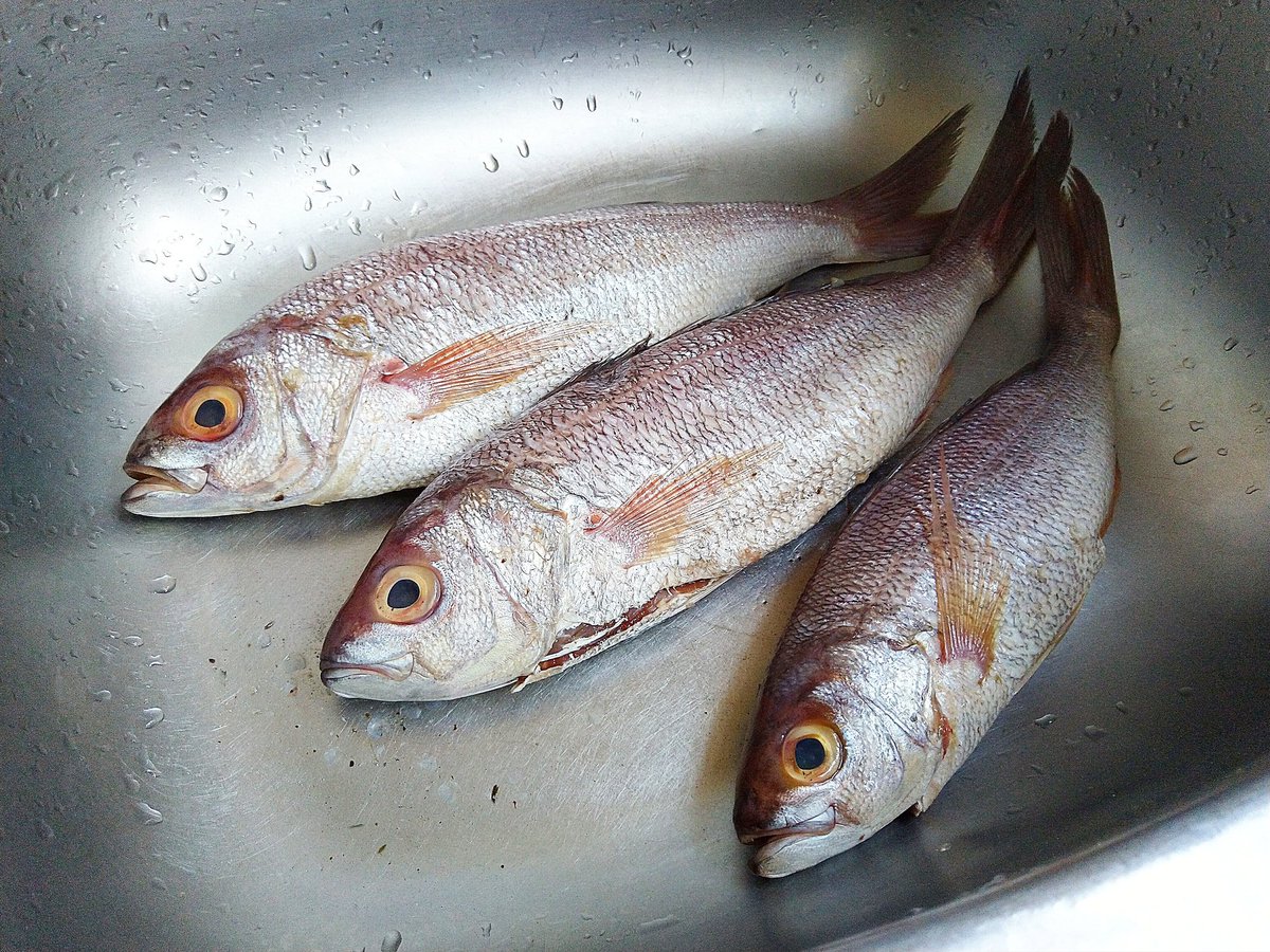 FishTamtam's tweet photo. Happy New Year! FRESH RED SNAPPER AVAILABLE at Kes 650/KG
Text/App 0721639601 to order for a doorstep delivery~small fee applicable. Please retweet for fish lovers on your timeline, thanks 😊
#2020NewYear #Welcome2020
#happynewyear2020 #redsnapperfish #redsnapper
#tamtamfresh https://t.co/AOlnX4vsFP