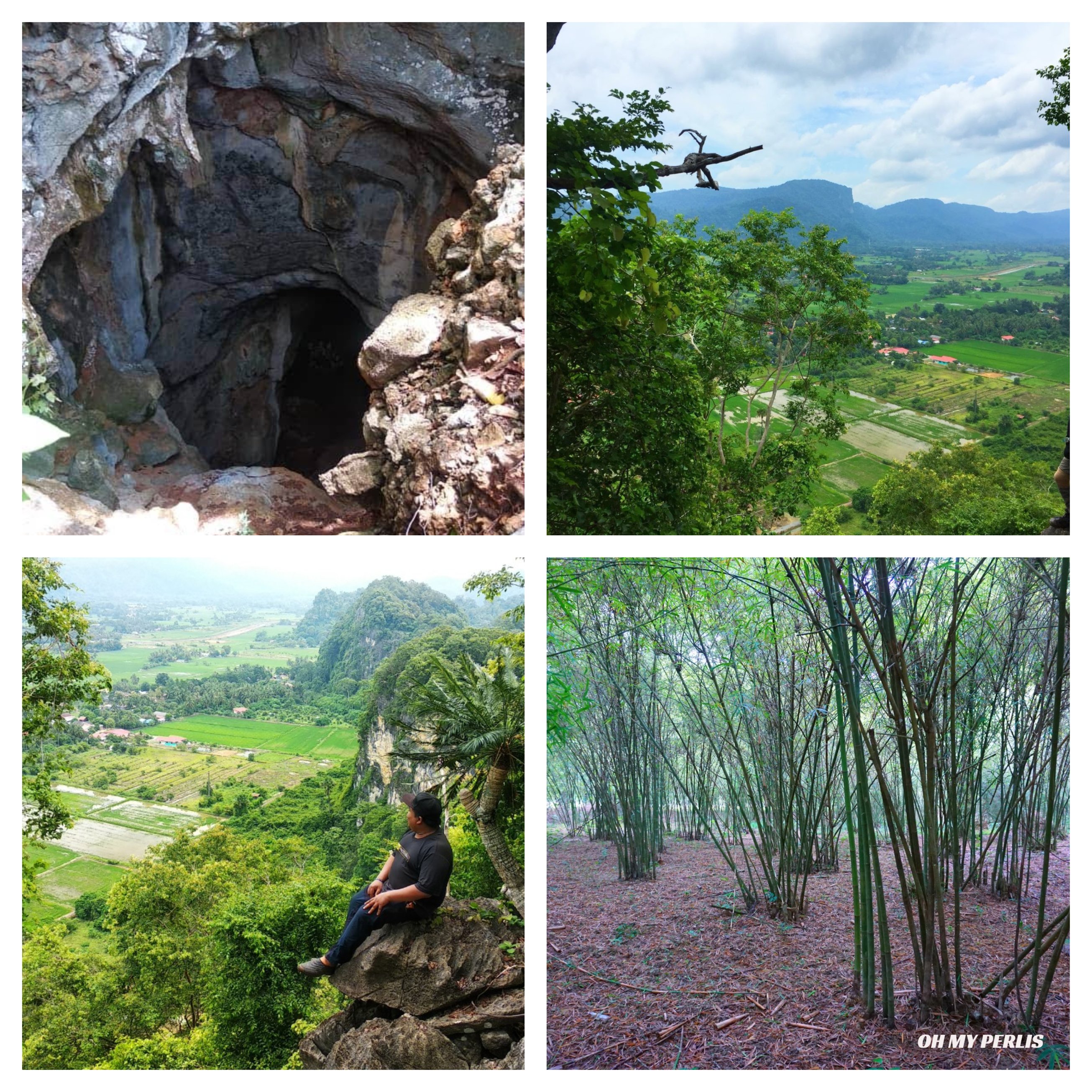 pemandangan kebun getah