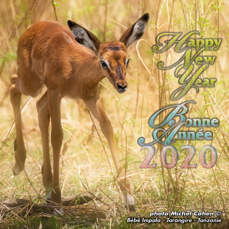 #Baby #Impala #Tarangire #Tanzania
This sweet little Impala wishes you a #happynewyear2020
#baby #safari #menseselense #photography #nature #wildgeography #natgeowildlife #wildography #nikon #thisisafrica #wildlifephotography #capturethewild #africanamazing #igscglobal