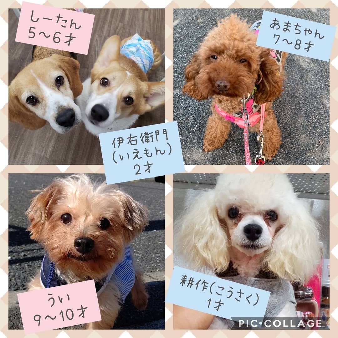 保護犬カフェ 立川店 Pa Twitter 現在の里親募集メンバーです 今年も少しでも多くの 達の幸せの為にがんばります 今年もよろしくお願い致します 保護犬カフェ立川店 保護犬カフェ 保護犬 ラブファイブ 里親募集