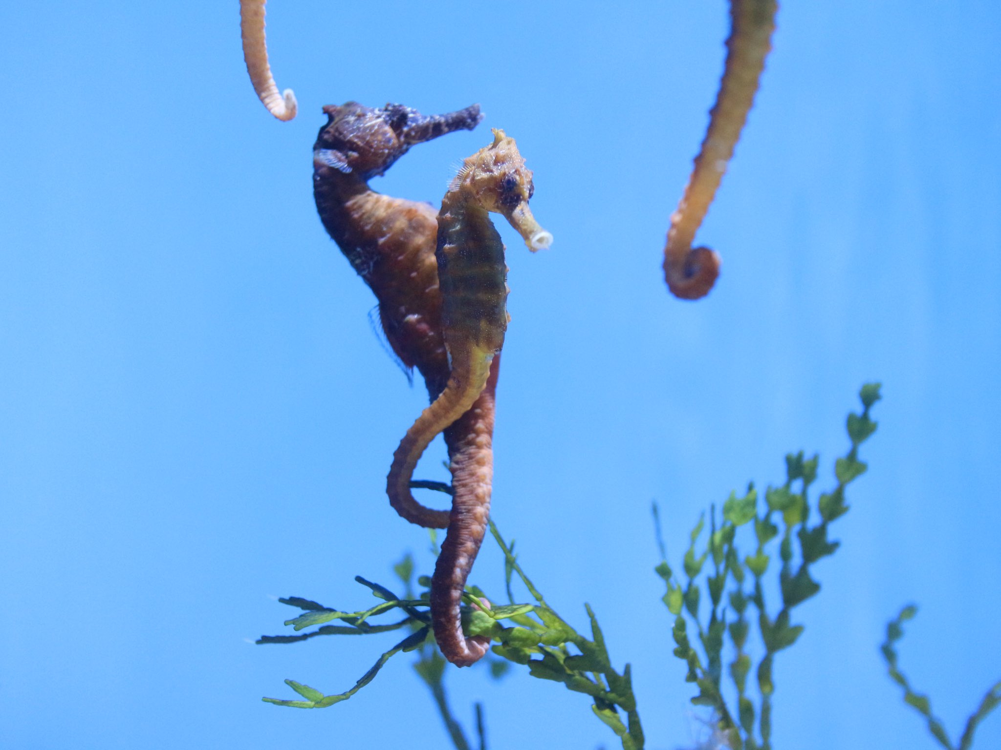 Tamago 絡まるタツノオトシゴ あっ なタツノオトシゴ こっち見んなタツノオトシゴ たぶん 寝ている タツノオトシゴ T Co ze2wrj7v Twitter