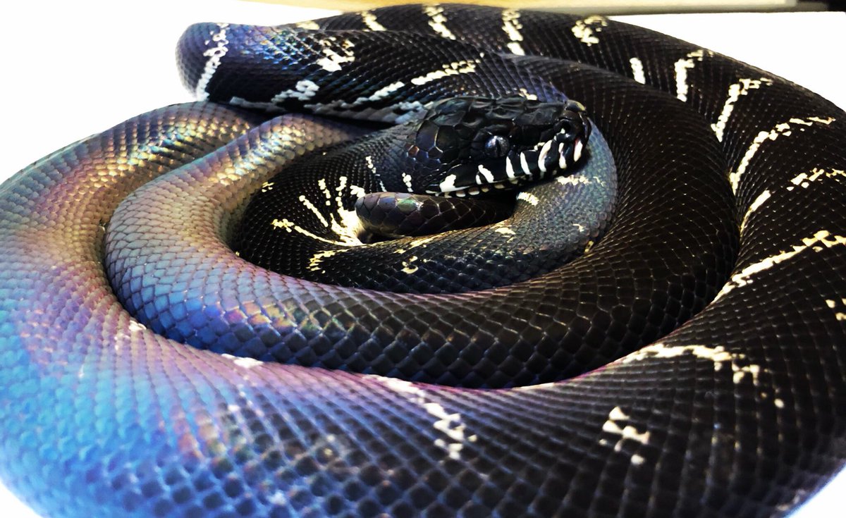 k_t903's tweet photo. 明けましておめでとうございます！
今年も宜しくお願い致します🐍✨ https://t.co/I6sPVWn5ol