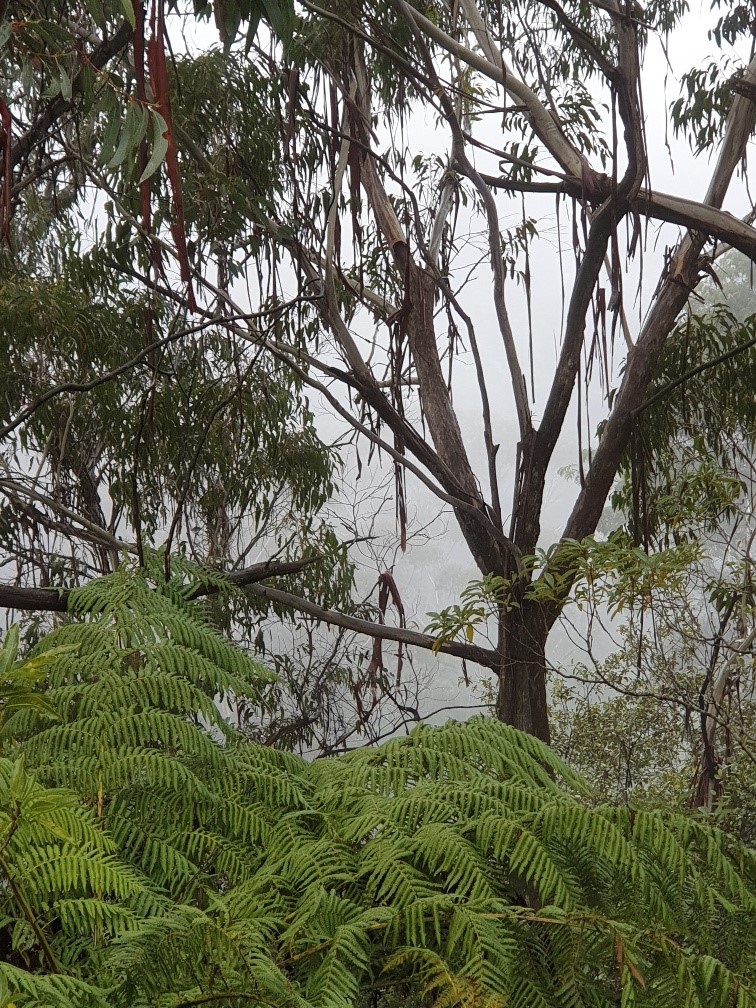 AnneEll13513872's tweet photo. CLIMATE CRISIS AUSTRALIA: Keeping these words in the forefront.
#climatechangeisreal #climatecrisisaustralia #rewildtheearth
#foodinnovation #transitionfarming #carbonsinkingpulses
#bushfiresnsw #soil #plantbased #treesmakerain https://t.co/Cnioi0ISUn