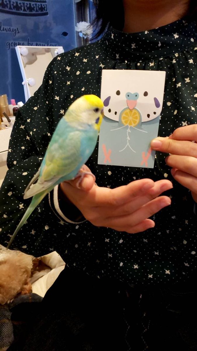 小野まりえ V Twitter 妹にお年玉 風邪うつしちゃ行けないから 扉の前に置いておきました 気分はサンタクロース お年玉 セキセイインコ 小野まりえ V Twitter 妹にお年玉 風邪うつしちゃ行けないから 扉の前に置いておきました 気分はサンタクロース お年玉 セキセイインコ