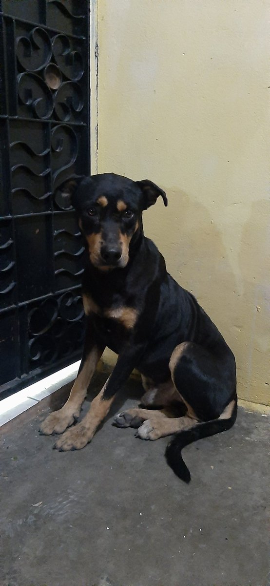 Gabbs_oct's tweet photo. PERRO NEGRO CO M CEJAS MARRONES LA 25 Y LA  C PORFAVOR DIFUNDIR SUBURBIO ES DE CASA MANSO Y ESTA ASUSTADO @RescateAnimalEC @cecijunomusic @nubiasandovalz https://t.co/CRy4RJyoz5