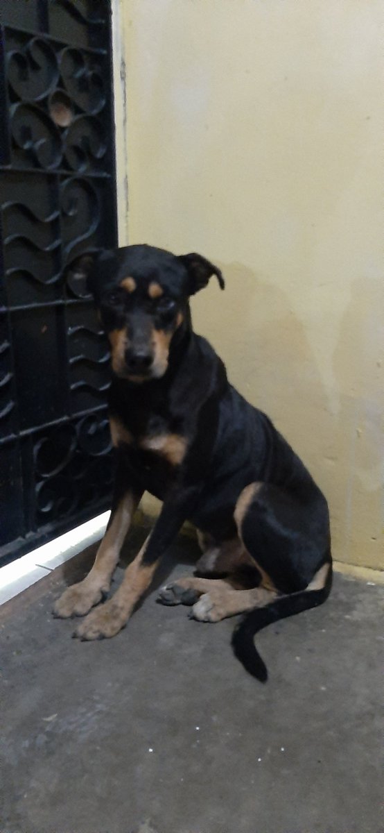 Gabbs_oct's tweet photo. PERRO NEGRO CO M CEJAS MARRONES LA 25 Y LA  C PORFAVOR DIFUNDIR SUBURBIO ES DE CASA MANSO Y ESTA ASUSTADO @RescateAnimalEC @cecijunomusic @nubiasandovalz https://t.co/CRy4RJyoz5