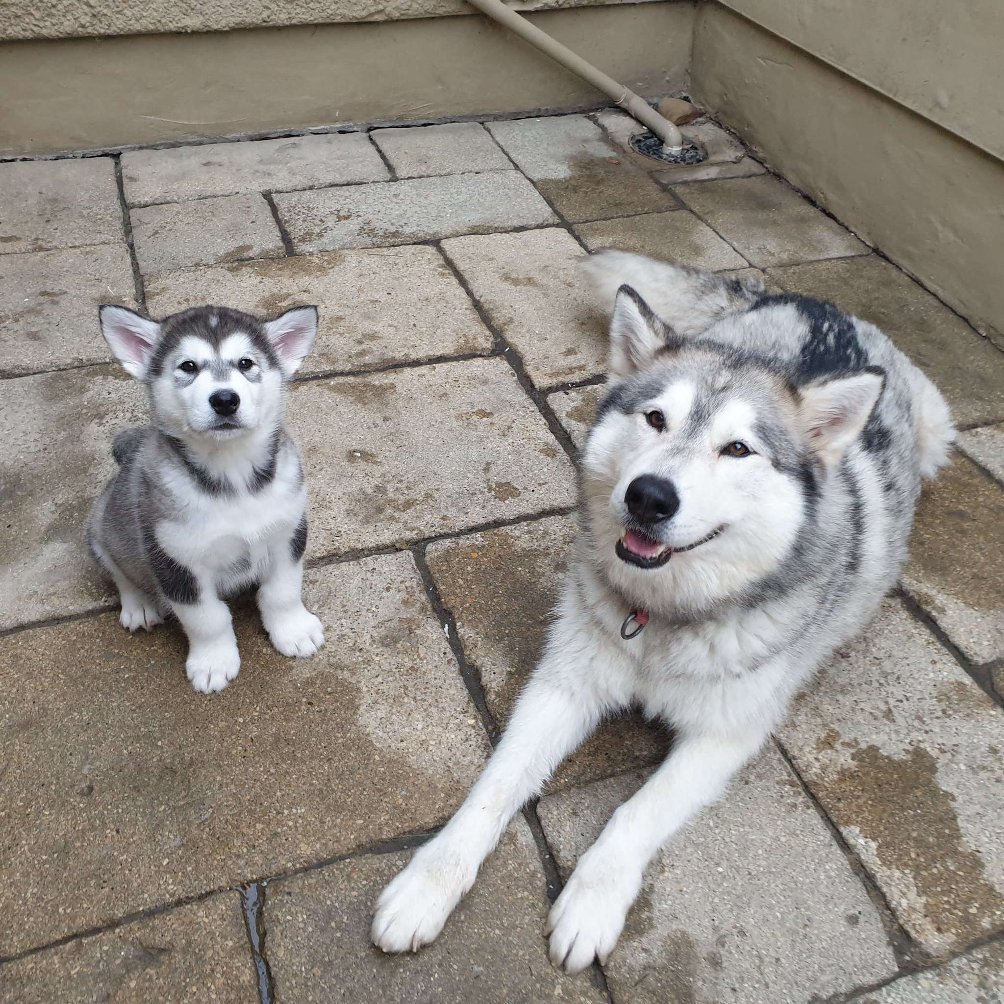 8 week sale old malamute