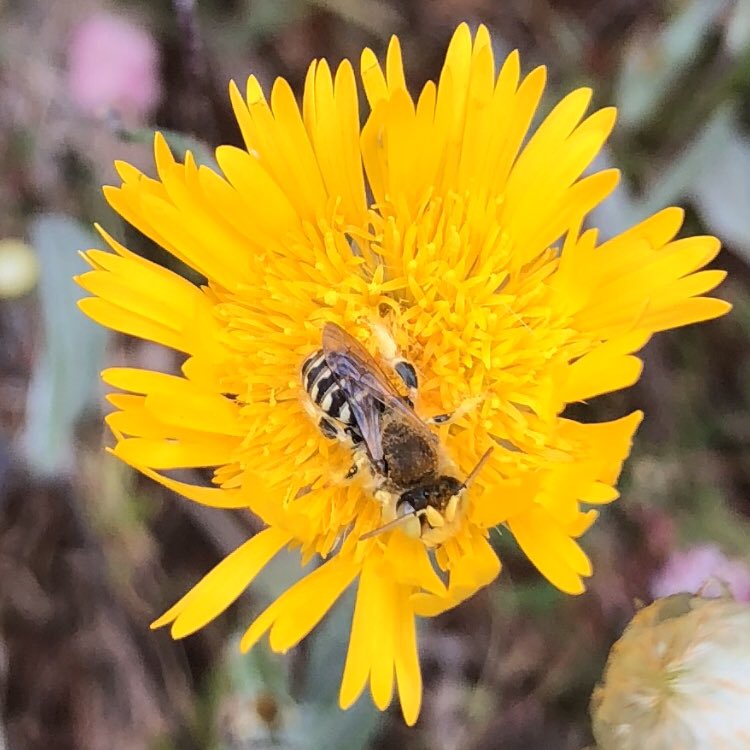 cath_bowler's tweet photo. With Australia on fire, here’s some photos of glorious WA flora that I work with, so we can remember what a beautiful country we have and why we should all keep doing our best to save it ❤️ Though surely for now nothing compares to the courage of volunteer fire fighters. https://t.co/R1imsjA5Fa