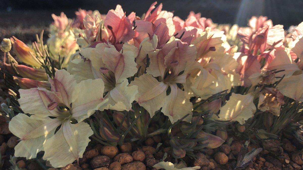 cath_bowler's tweet photo. With Australia on fire, here’s some photos of glorious WA flora that I work with, so we can remember what a beautiful country we have and why we should all keep doing our best to save it ❤️ Though surely for now nothing compares to the courage of volunteer fire fighters. https://t.co/R1imsjA5Fa