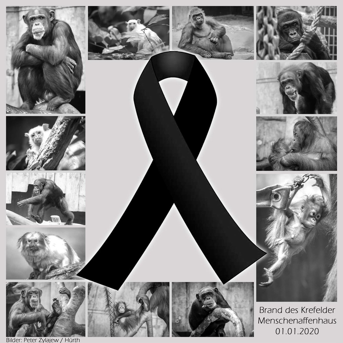 Tanja Schulz (@smegster01) on Twitter photo Tweet von Zooverband (VdZ) (<a href="/VdZ_Zoos/">Zooverband (VdZ)</a>) Zooverband (VdZ) (<a href="/VdZ_Zoos/">Zooverband (VdZ)</a>) hat getwittert:
#Affenhaus #Zoo #Krefeld.
Unser großes Mitgefühl gilt den Tieren und dem gesamten Team des Zoo Krefeld.
Foto (c) P. Zylajew x.com/VdZ_Zoos/statu… Tweet von Zooverband (VdZ) (<a href="/VdZ_Zoos/">Zooverband (VdZ)</a>) Zooverband (VdZ) (<a href="/VdZ_Zoos/">Zooverband (VdZ)</a>) hat getwittert:
#Affenhaus #Zoo #Krefeld.
Unser großes Mitgefühl gilt den Tieren und dem gesamten Team des Zoo Krefeld.
Foto (c) P. Zylajew x.com/VdZ_Zoos/statu…
