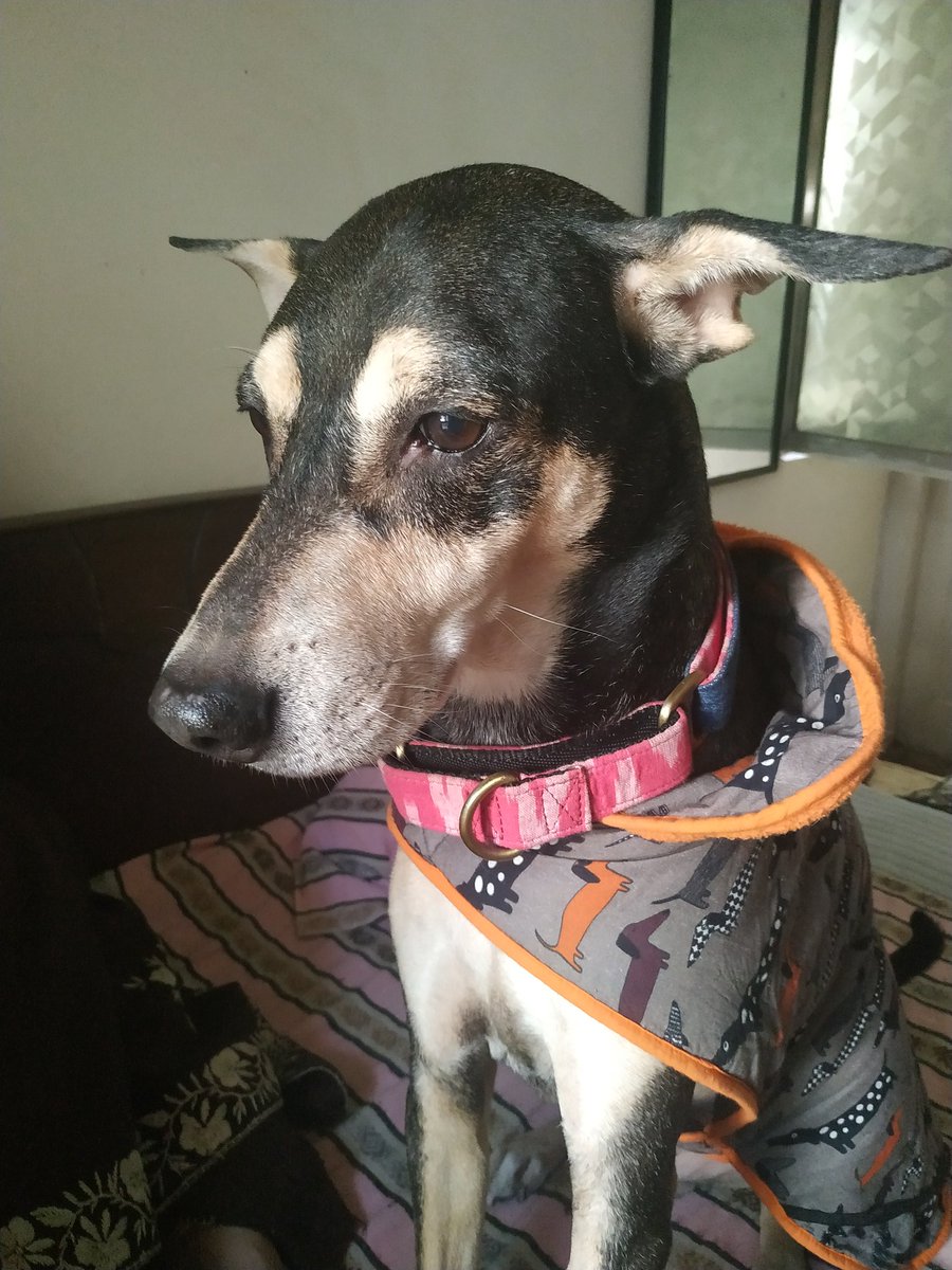sohinimaitra's tweet photo. Wishing you all a happy & prosperous new year...
Meanwhile the chills have been felt in doggoville...
#happynewyear2020 #meredoanmolratan #ole #thimpoo #dogsoftwitter #dogsarejoy #craxydogladywrites https://t.co/4QFxRed2CH