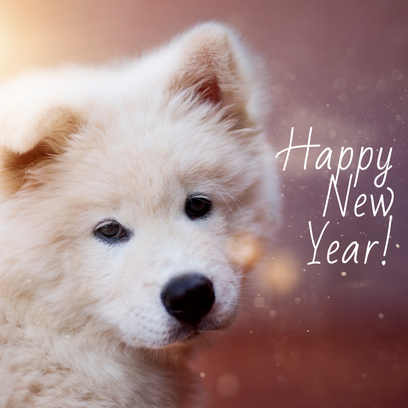 Dog for Dog tweet media