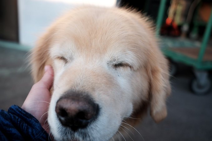 い 犬ってホント可愛いな 汗 ってなるtwitter報告が和むw Matomehub まとめハブ い 犬ってホント可愛いな 汗 ってなるtwitter報告が和むw Matomehub まとめハブ
