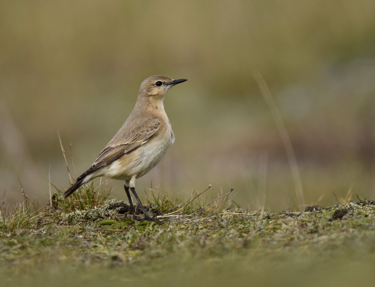 parkbirdslondon's tweet photo. Happy New Year to you all from a very dull grey day in East Norfolk. Not one for traveling to far to see birds these are my top rarities for 2019.
#starbirds #topbirds #birding #birdwatching https://t.co/gDHS4zQzNJ