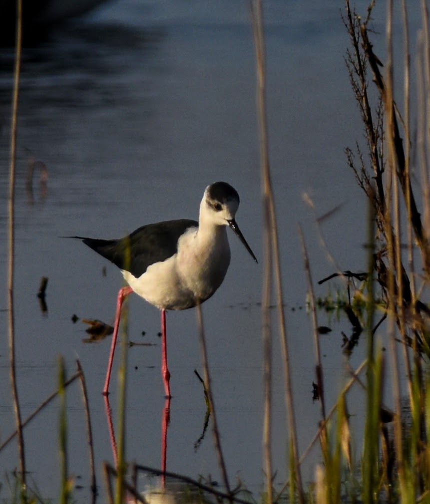 parkbirdslondon's tweet photo. Happy New Year to you all from a very dull grey day in East Norfolk. Not one for traveling to far to see birds these are my top rarities for 2019.
#starbirds #topbirds #birding #birdwatching https://t.co/gDHS4zQzNJ
