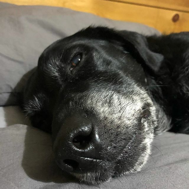 spanielhunter's tweet image. Happy New Years! Rosington is groaning it’s walkies time 😩 it’s a new year and new decade let the adventures begin #newyear #2020 #lettheadventuresbegin #whentostartdryjanuary #walikes #labsofinstagram #lablife #blacklab #greymuzzleclub ift.tt/37sqLEt