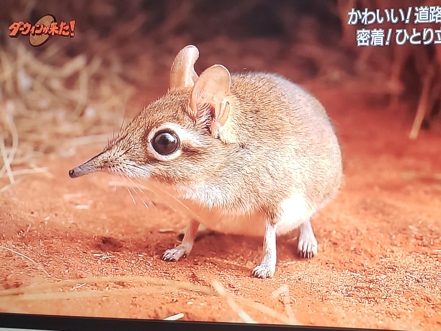 ぺろり ハネジネズミかわかわ ダーウィンが来た T Co Y6if3uvpth Twitter