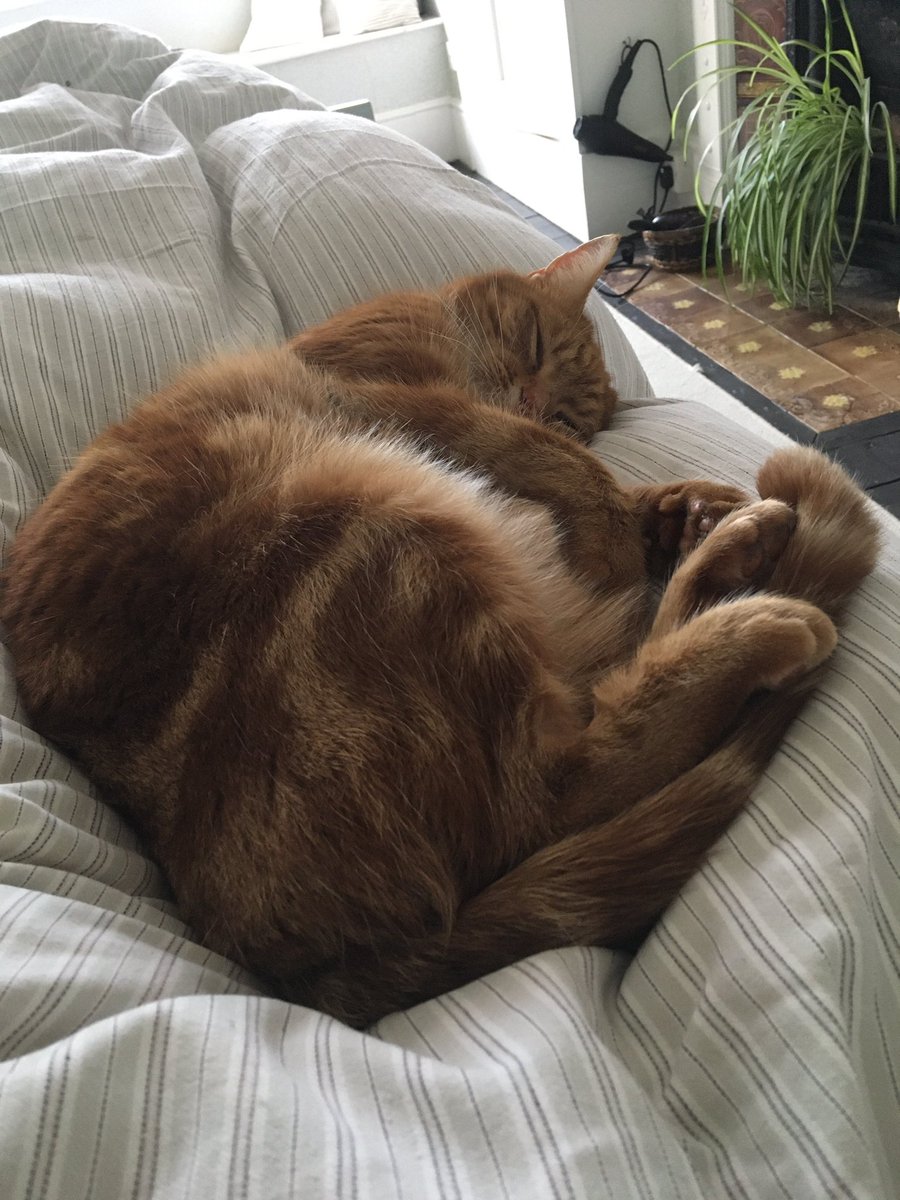 DaSuggs's tweet photo. New year greetings from @DaSuggs starting as he means to go on #CatsOnTwitter #gingercatsoftwitter https://t.co/EpXrkmY89W