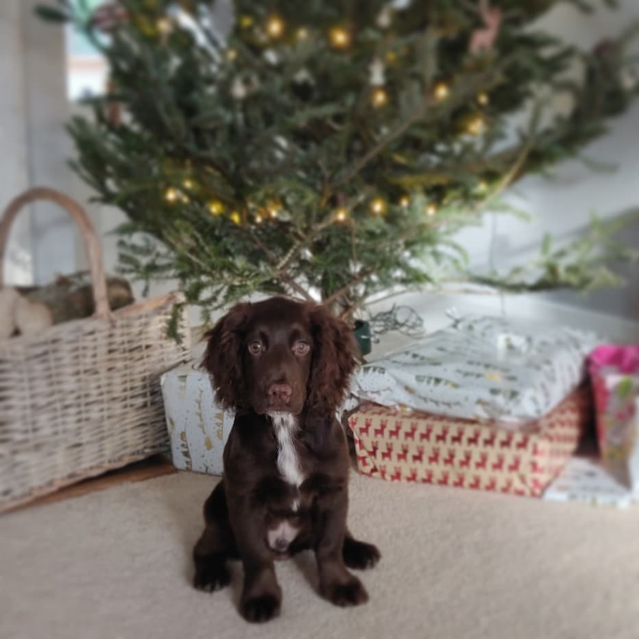2019 saw me get a new job, move back to Bournemouth, sell and buy a house AND the best thing of all, we welcomed this little guy into the family ♥️🐾 

Let's see what 2020 has in store for us...