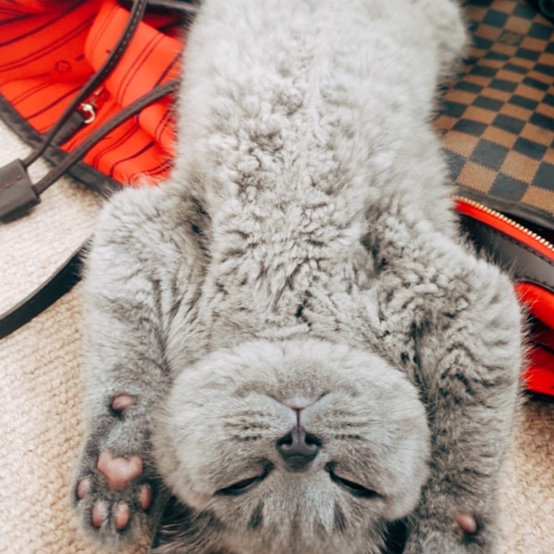 Feeling a bit like this? Get that much need rehydration by grabbing a can of refreshing Coco Fuzion 100 and start 2020 feeling fab! 💦🥥💯  #Hangover #CocoFuzion #NewYearsDay @britishbluereggie