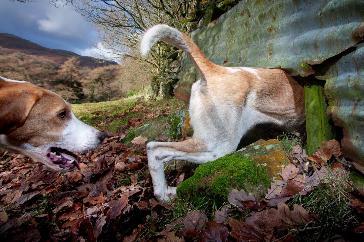 Here’s a camera trap image my setup recorded. The huntsman seems to have gone to extraordinary effort to lay his scent trail through this tiny hole in the fence &amp; then through thick holly and blackthorn the other side. ‘Just exercising the hounds...’ #KeepTheBan #FoxHunting