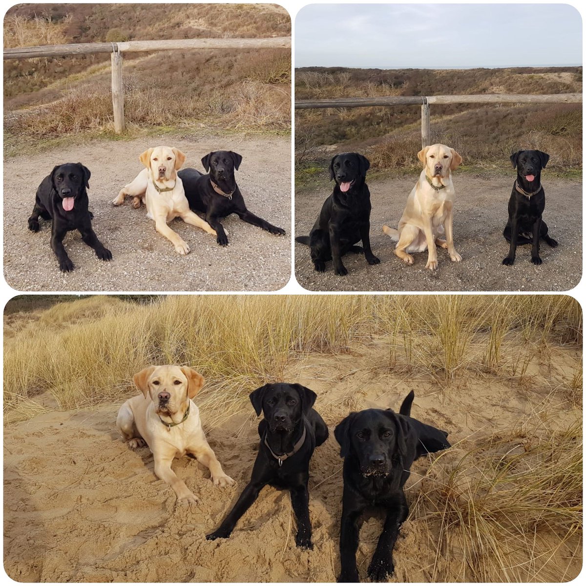 irmavanhoeven's tweet photo. Wuulya, Olek en Penny.. @KNGFGeleidehond #bosweek #kngf #kngfgeleidehonden #lovemyjob #guidedog #geleidehond #labrador #honden https://t.co/HB0pz9nFRO