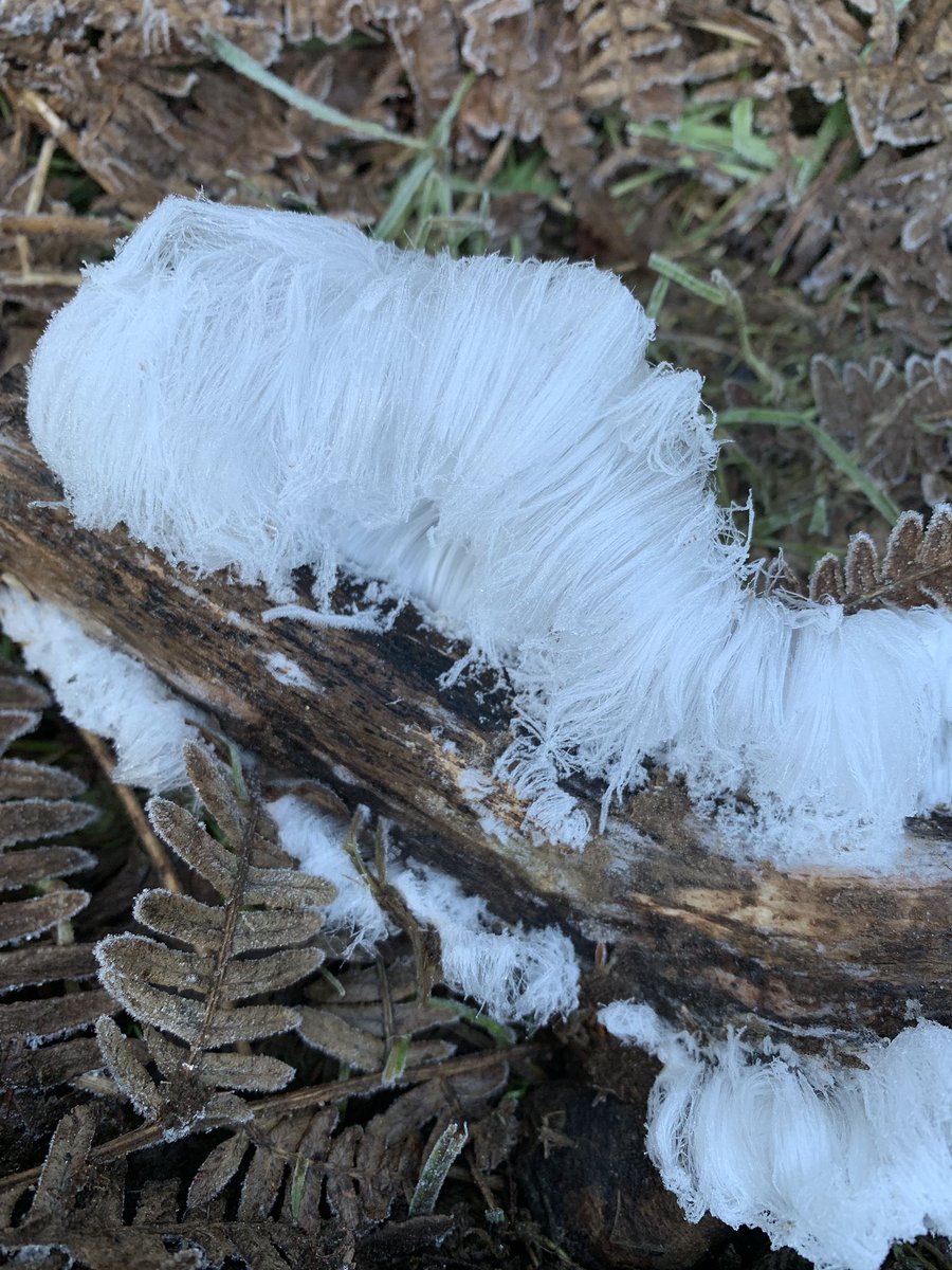 GMG Group - Dundee🔅 (@geomicrobiology) on Twitter photo Plenty of hair ice around Dunkeld, Perthshire yesterday. Occurs on bare rotting wood and its formation is dependent on the presence of a fungus Exidiopsis effusa, and precise atmospheric conditions
<a href="/fungi/">Betty Armena </a> <a href="/GeomicrobioNet/">Geomicrobiology UK</a> @ice #fungi <a href="/FungusProf/">FungusProf</a> Plenty of hair ice around Dunkeld, Perthshire yesterday. Occurs on bare rotting wood and its formation is dependent on the presence of a fungus Exidiopsis effusa, and precise atmospheric conditions
<a href="/fungi/">Betty Armena </a> <a href="/GeomicrobioNet/">Geomicrobiology UK</a> @ice #fungi <a href="/FungusProf/">FungusProf</a>
