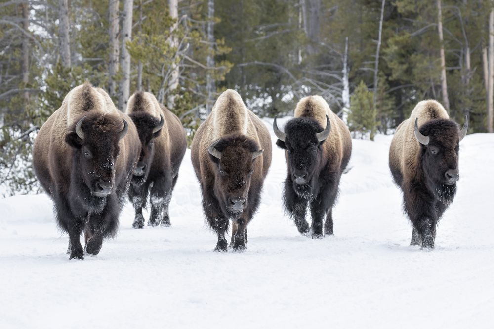 BuffaloGroup's tweet photo. Happy New Years From Our Herd to Yours 💪#JoinTheHerd

#2020 #NewYearsDay #MissionFirst https://t.co/4hTYBJAItr