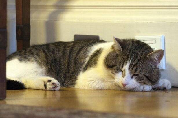 Larry the Cat tweet media