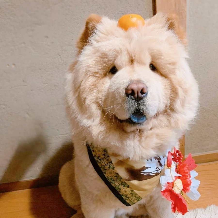 くり蔵くん チャウチャウ のインスタが大人気 メメブログ
