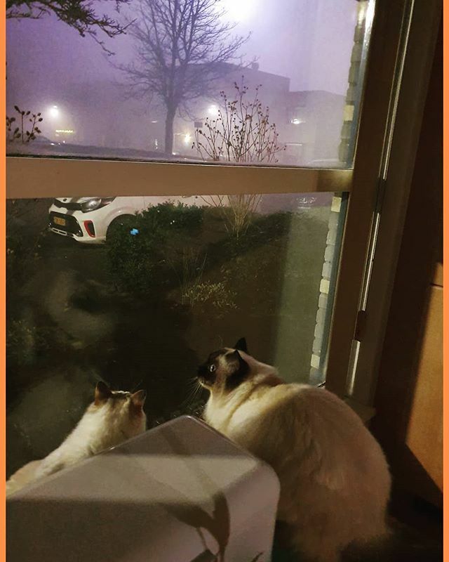 HaileyRagdoll's tweet photo. Happy New Year lovely furriends💫🎇❤️ We wanted to watch the fireworks but there was so much fog that we hardly saw anything. May 2020 be a year filled with happy moments and good health🙏💞🥂💫💞 .

#newyearswish #newyearscat #watchingthefireworks #lov… https://t.co/JC7ZoO2Cv3 https://t.co/eAs0zEEg80