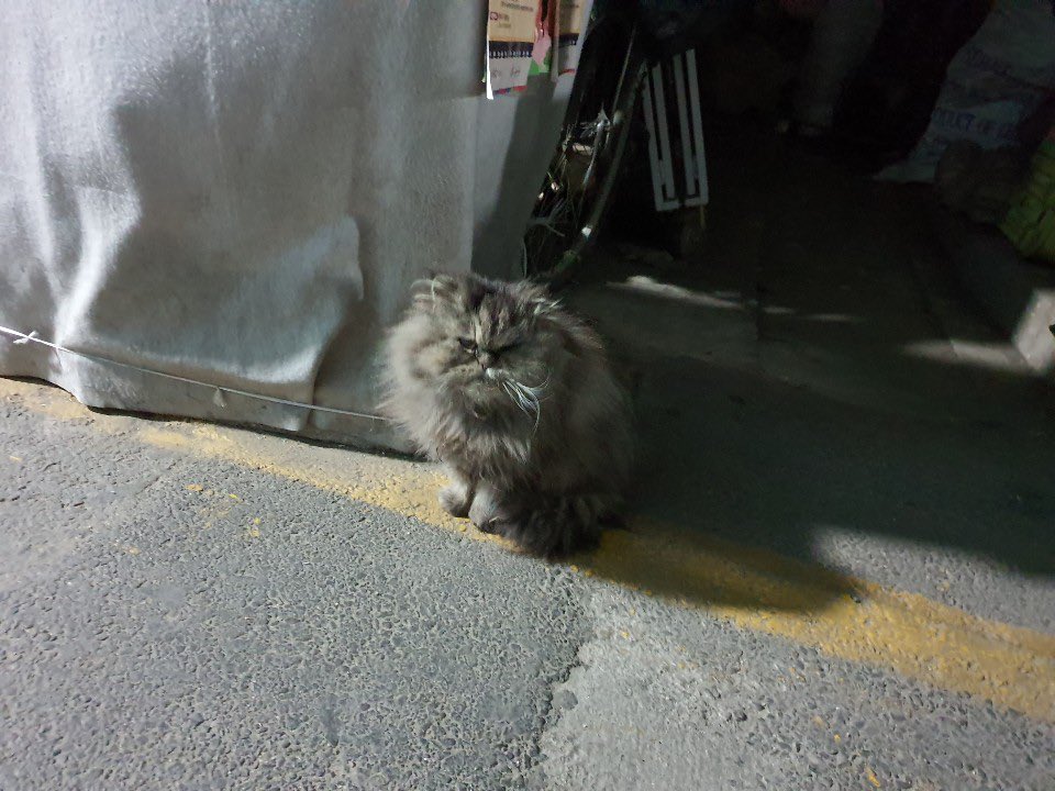 images 장모종 고양이 twitter