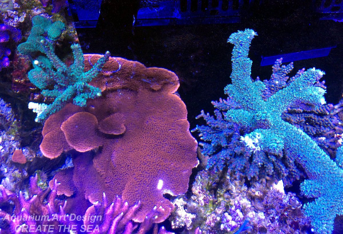 アクアリウムトータルプロデュース