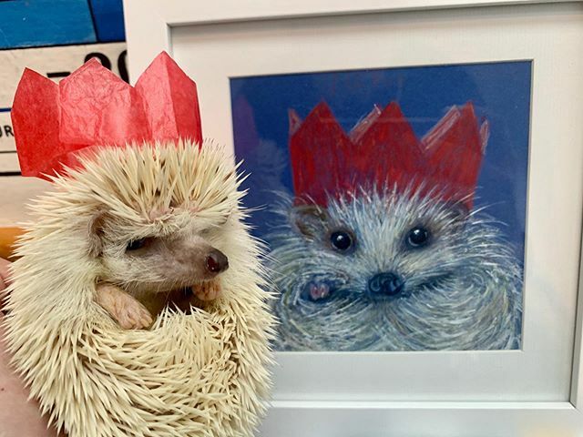 PengeHog's tweet photo. When it's New Year's Day and you're not ready to move on from Christmas
.
.
.
#missingchristmas #newyear #grumpy #selfportrait #Petstagram #Hedgehognation 
#hedgie #riccio #hedgehogsofig
#hedgehoggram #hedgiesofig #ハリネズミ #happyhedgie #Hedgehog #A… https://t.co/9OoQwAlkbA https://t.co/Q8YgYJtcey