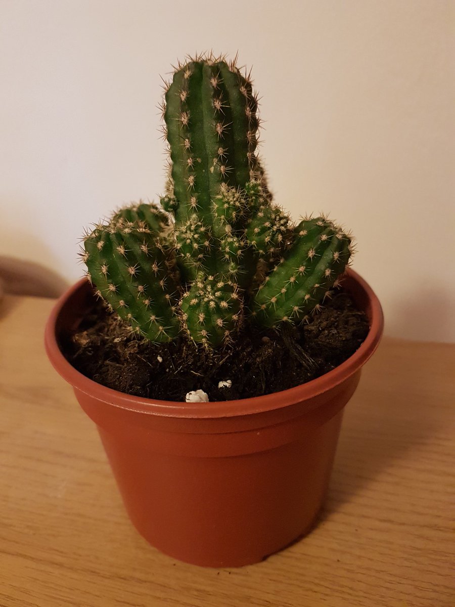 lansdo15's tweet photo. Just walked up to the windowsill and said "Alright, Sharky?" to this cactus.  Starting the decade as I mean to go on, pottering around my flat naming plants after podcast producers. #bitspikeythat #bitspikythat #shithowdoyouspellspikey #tailendersoftheworlduniteandtakeover https://t.co/uRdAyRVRup