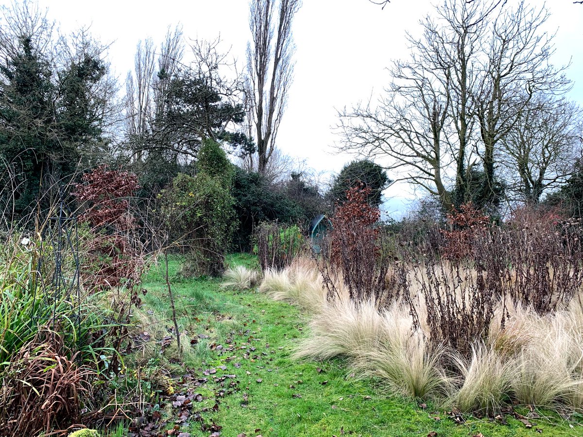 papaver's tweet photo. New on the blog: the last End of Month Review of the decade - how the garden looks as December (and 2019) ends https://t.co/UpHdEmDkav #gardenblog #gdnbloggers #gardening #eomr #eomv https://t.co/PXfGuQeLep